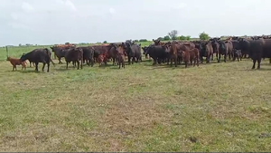  100 Vacas medio uso C/ cria