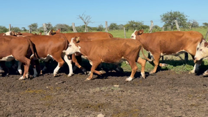  56 Vacas de invernar en Corrientes, Curuzú-Cuatiá