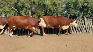  6 Vacas faena en Corrientes, Curuzú-Cuatiá