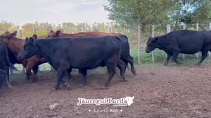  39 Vacas medio uso C/ gtia de preñez