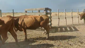  50 Vacas de invernar en San José de Feliciano, Entre Ríos