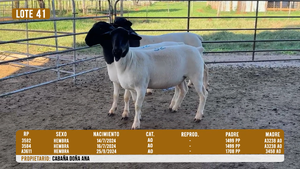  LOTE 41 - DESTACADO