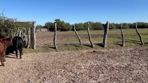  71 Terneros/as