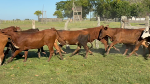  114 Terneras en Corrientes, Mercedes