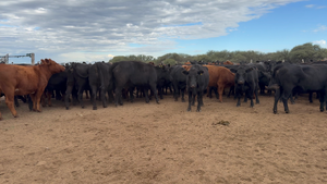  170 Vacas nuevas Preñadas