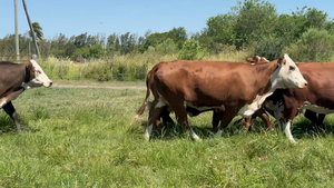  16 Vacas nuevas Preñadas en Corrientes, Curuzú-Cuatiá