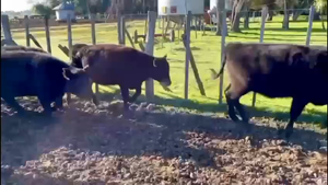  65 Terneras