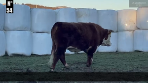  1 Toro
