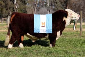  Dosis de Semen Jotabe X5905 "Taco""