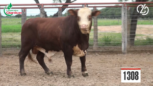  Toros Braford