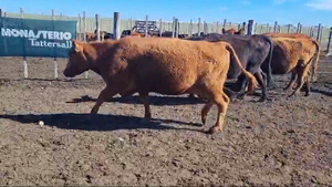  50 Vacas Nuevas PC C/Cria en Tres Arroyos