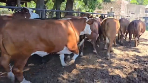  32 Novillos Exportación Terceros Países. 