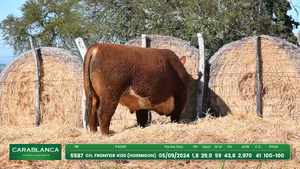 Hereford Morixe — Escritorio Dutra LTDA.
