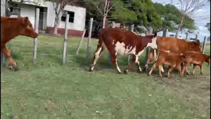  PIEZAS DE CRIA