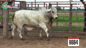  Toros Brahman