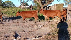  140 Terneras