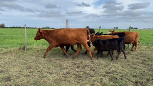  PIEZAS DE CRIA