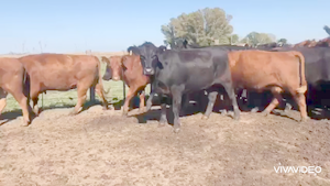  23 Vacas nuevas C/ gtia de preñez en Mercedes, Buenos Aires