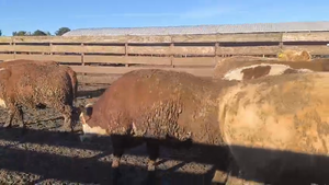  40 Vaquilla Gorda en Los Ángeles, VIII Región Biobío