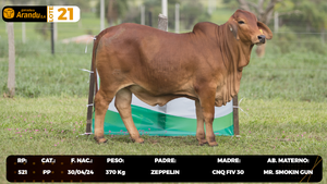  LOTE 21