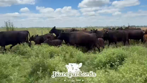  28 Vacas nuevas C/ cria