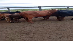  28 Vacas C/ cria en Santa Fe, Intiyaco