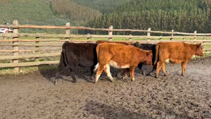  65 Ternera en Toltén, IX Región Araucanía