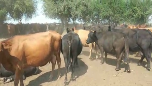  90 Vacas de invernar en Entre Ríos, Gualeguaychú