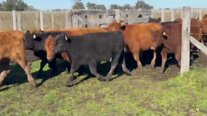  57 Terneros