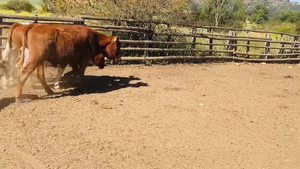  71 Novillo Engorda en Algarrobo, V  Región Valparaíso