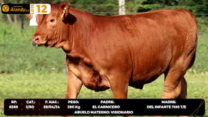 LOTE 12