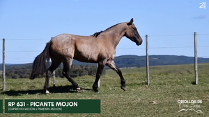 PICANTE MOJON