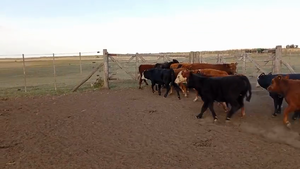  25 Terneros/as en Gral. Lamadrid