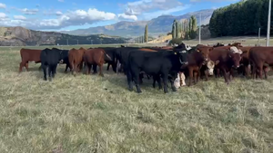  50 Novillo Engorda en Coyhaique, XI Región Aysén