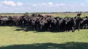  100 Novillitos en Corrientes, Caá Cati