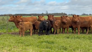 5 vacas MAS C/ cria — JÁUREGUI LORDA S.R.L.
