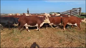  34 Vacas p/ FAENA  en Concordia, Entre Ríos