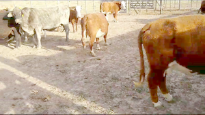  27 Vacas CUT preñadas en Pilar, Santa Fe