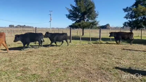  19 Vacas nuevas C/ gtia de preñez en San Vicente, Buenos Aires
