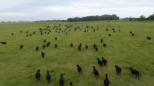  250 Vaquillonas C/ gtia de preñez