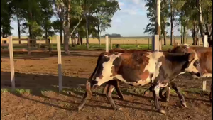  TERNERAS