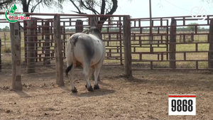  Brahman