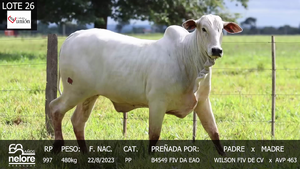  LOTE 26