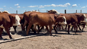  78 Vaquillonas en Corrientes, Monte Caseros