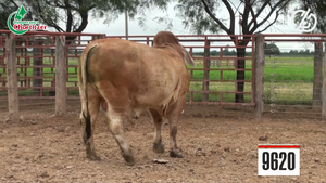  Toros Brahman