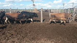  58 Terneros Holando Argentino, Jersey y Kiwi en Moises Ville, Santa Fe