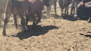  45 Novillo Gordo en Pelarco, VII  Región Maule