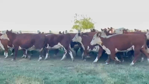  35 Vacas de invernar en Concordia, Entre Ríos
