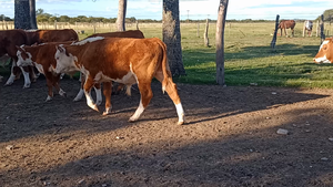  17 Terneros en Corrientes, Curuzu Cuatia