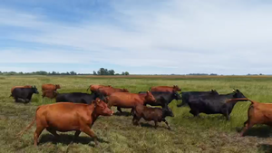  272 Vacas medio uso C/ cria